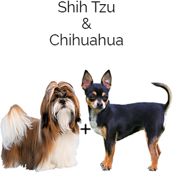 Shi Chi Dog